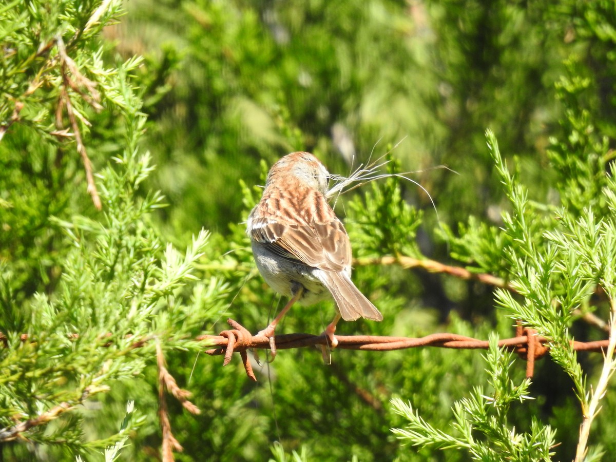Field Sparrow - ML620318693