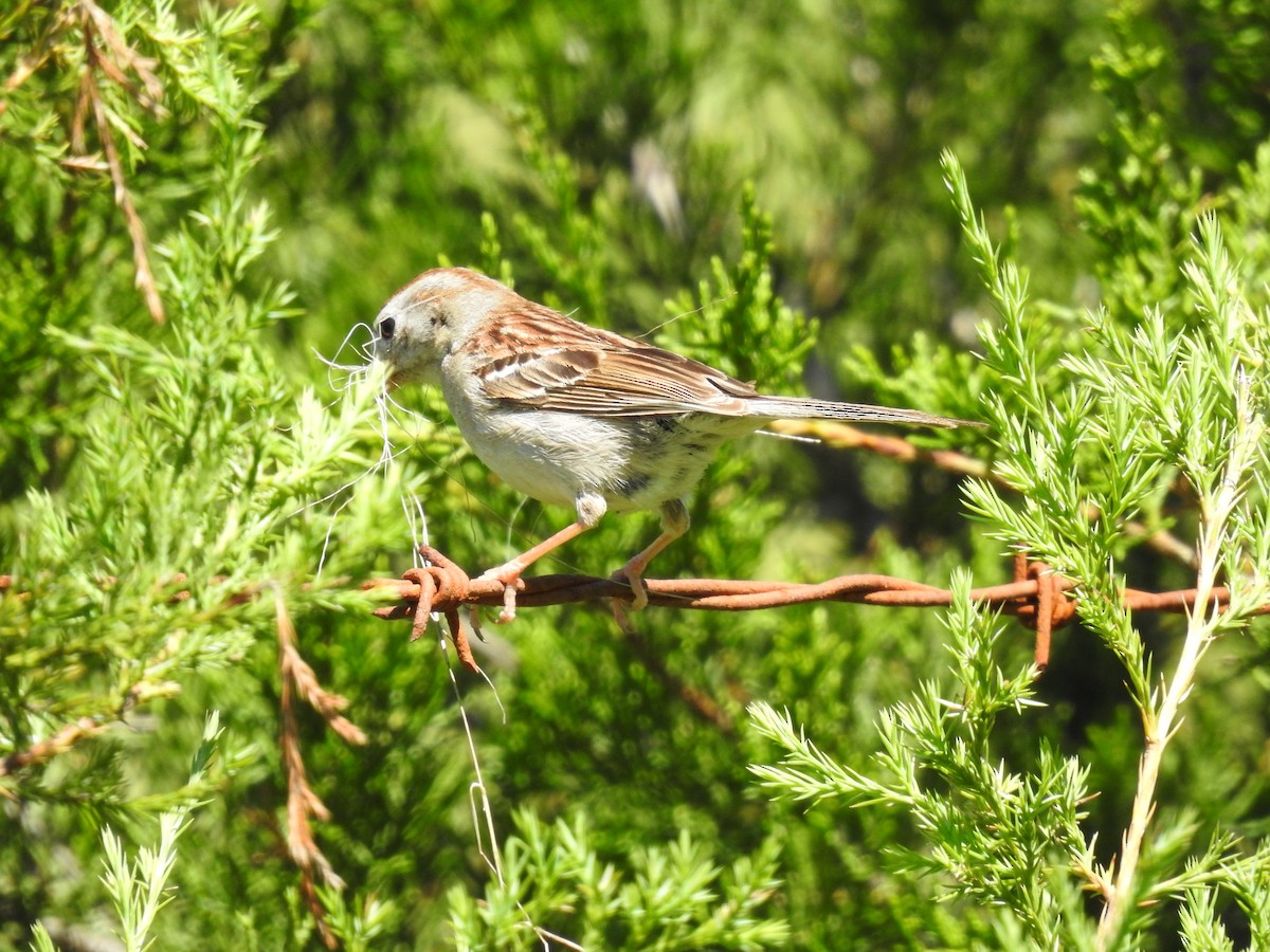 Field Sparrow - ML620318694