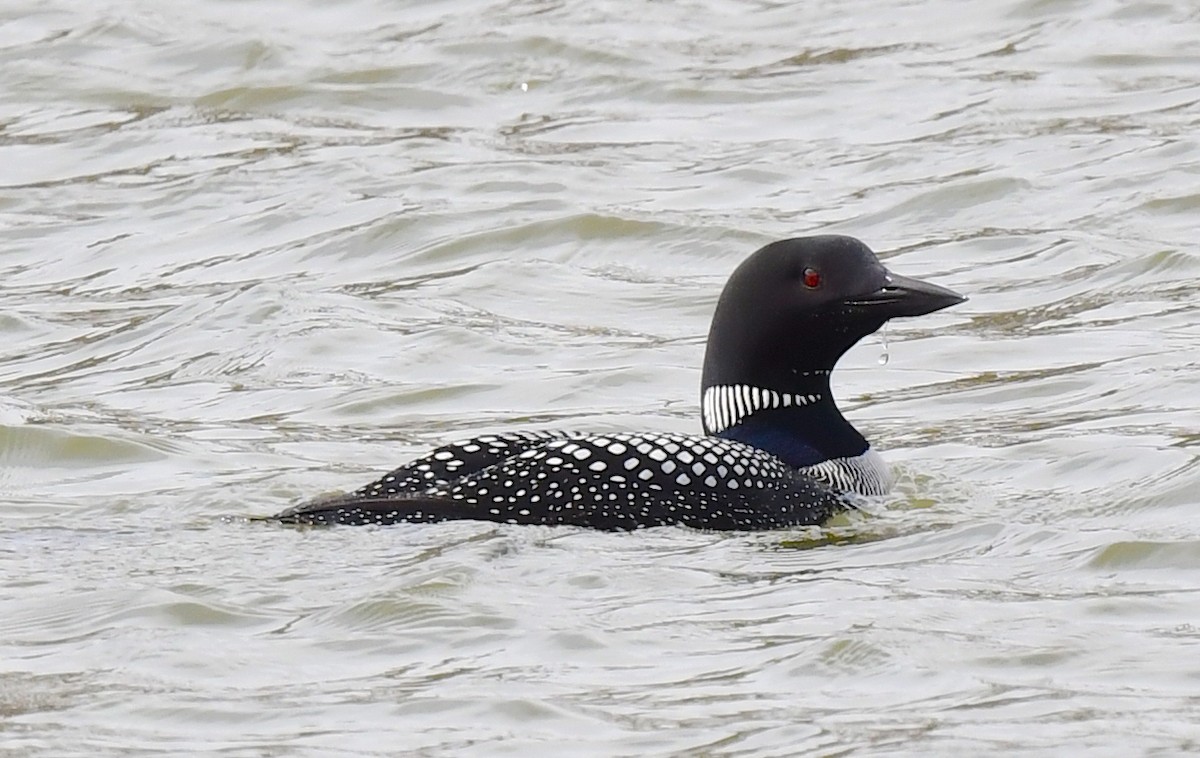 Common Loon - ML620318700