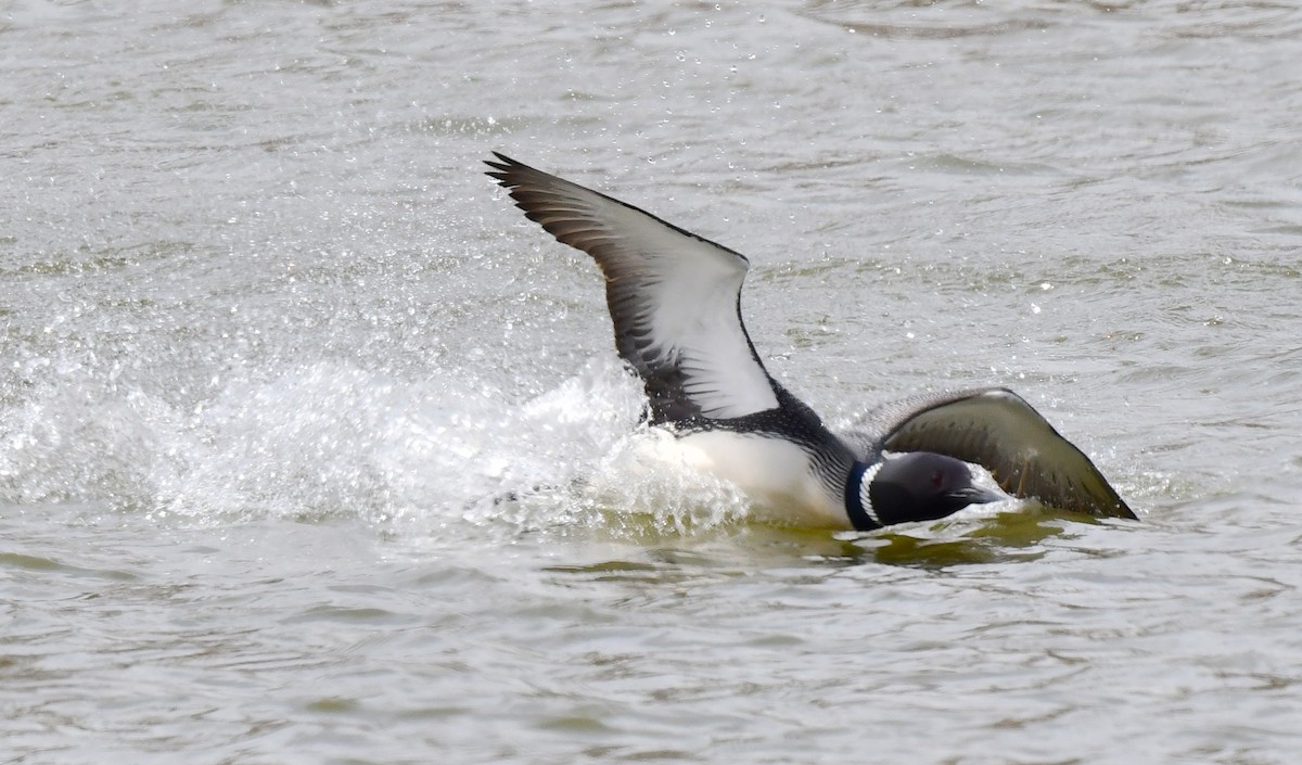 Common Loon - ML620318701