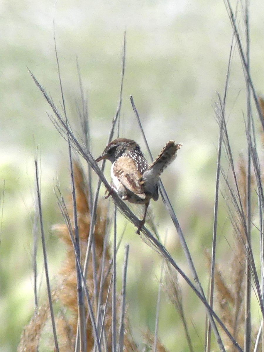 Marsh Wren - ML620318704