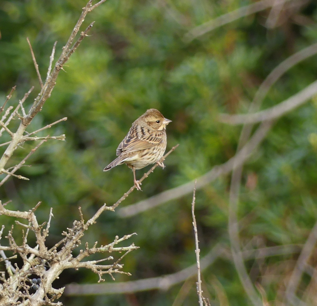 Black-faced Bunting - ML620318706