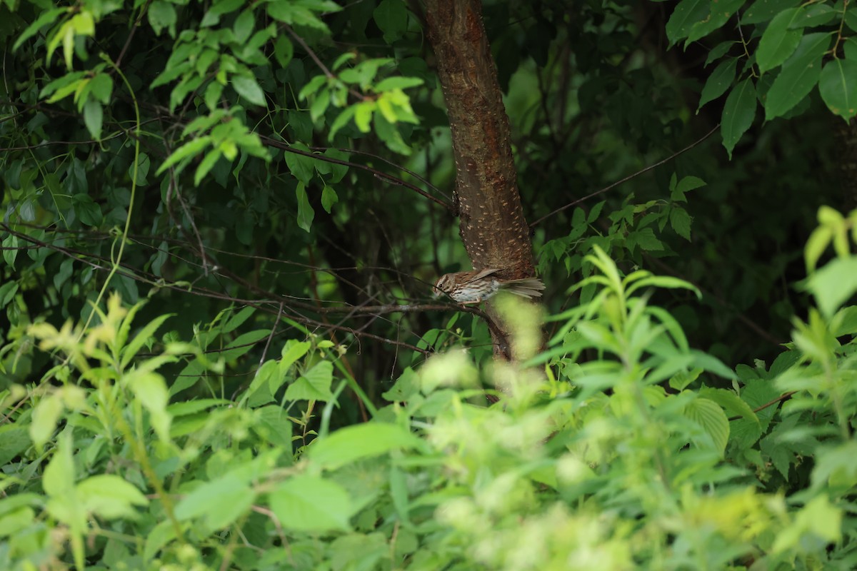 Song Sparrow - ML620318711