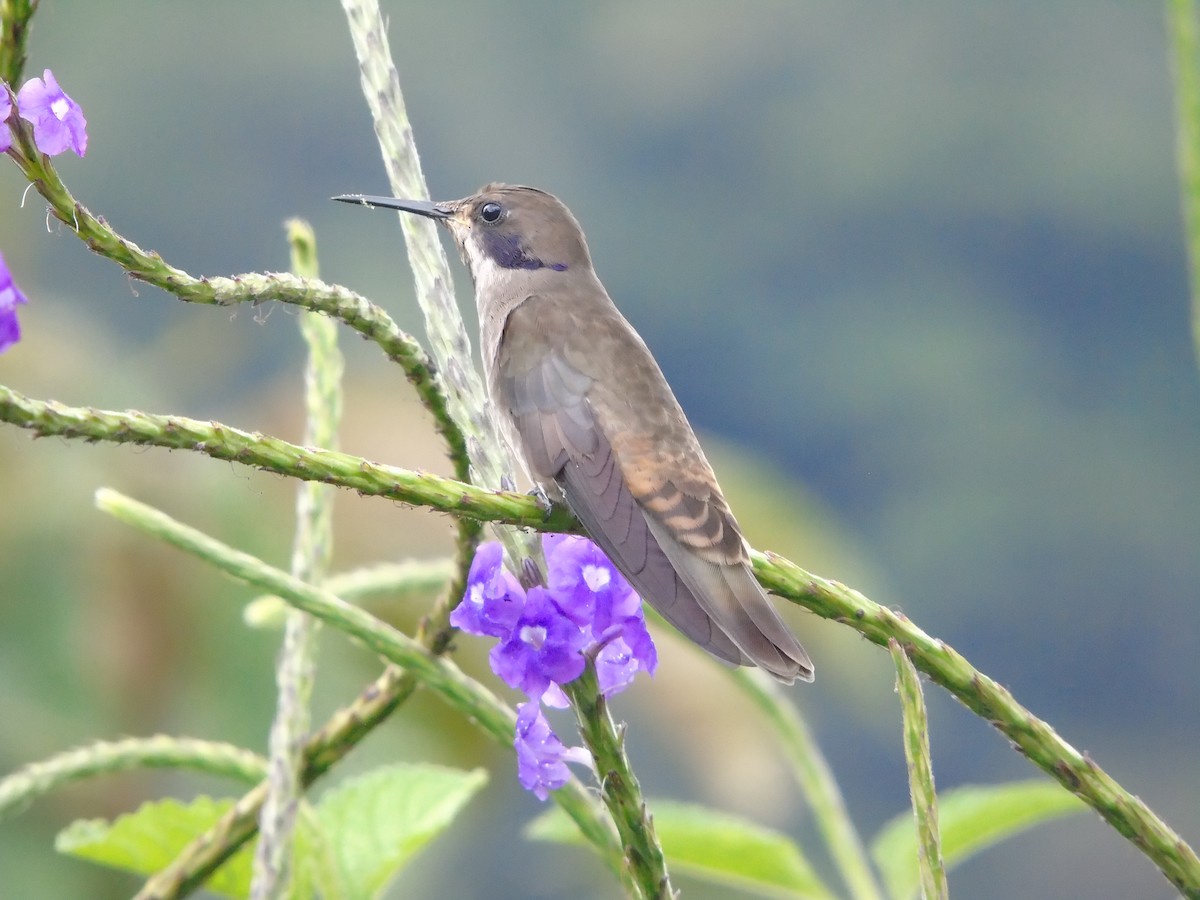 Colibrí Pardo - ML620318712