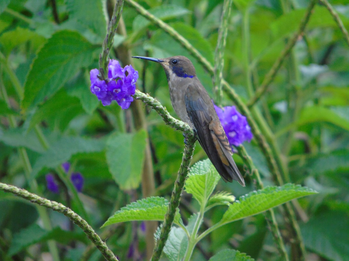 kolibřík fialovouchý - ML620318713