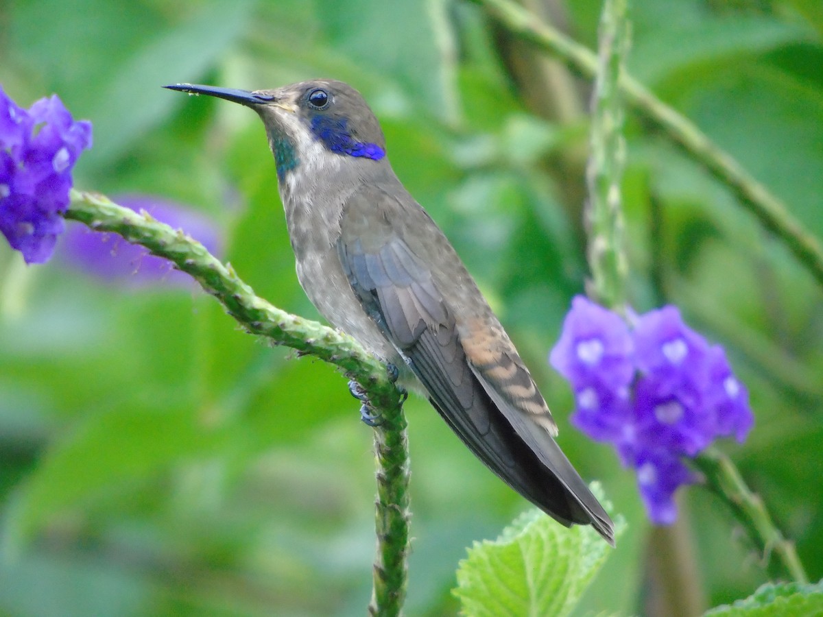 kolibřík fialovouchý - ML620318715