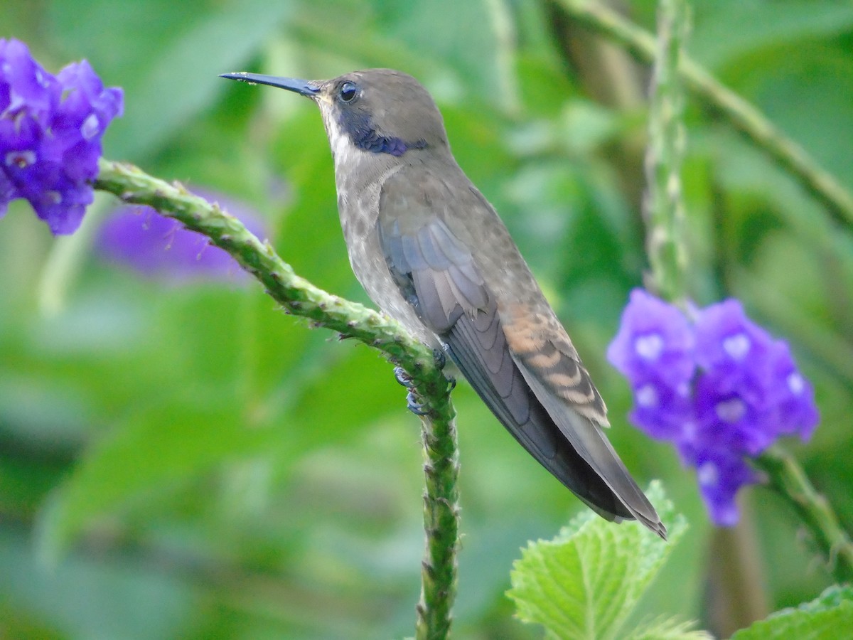 Colibrí Pardo - ML620318716