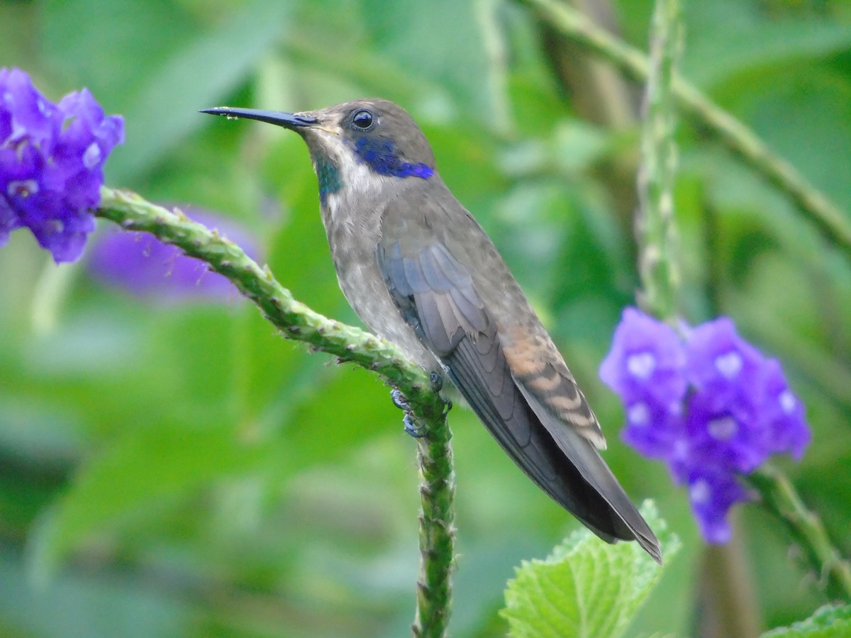 Brown Violetear - Danny J Alvarado S