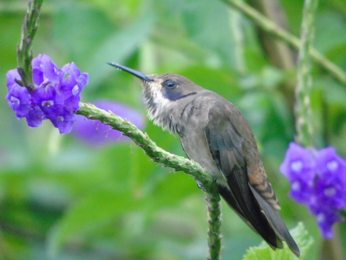 Colibrí Pardo - ML620318718