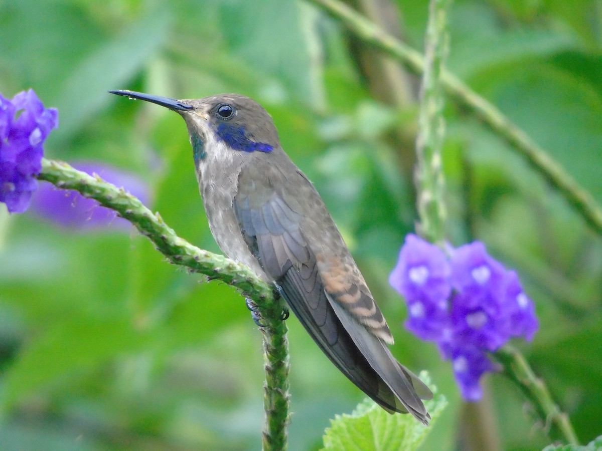 kolibřík fialovouchý - ML620318719