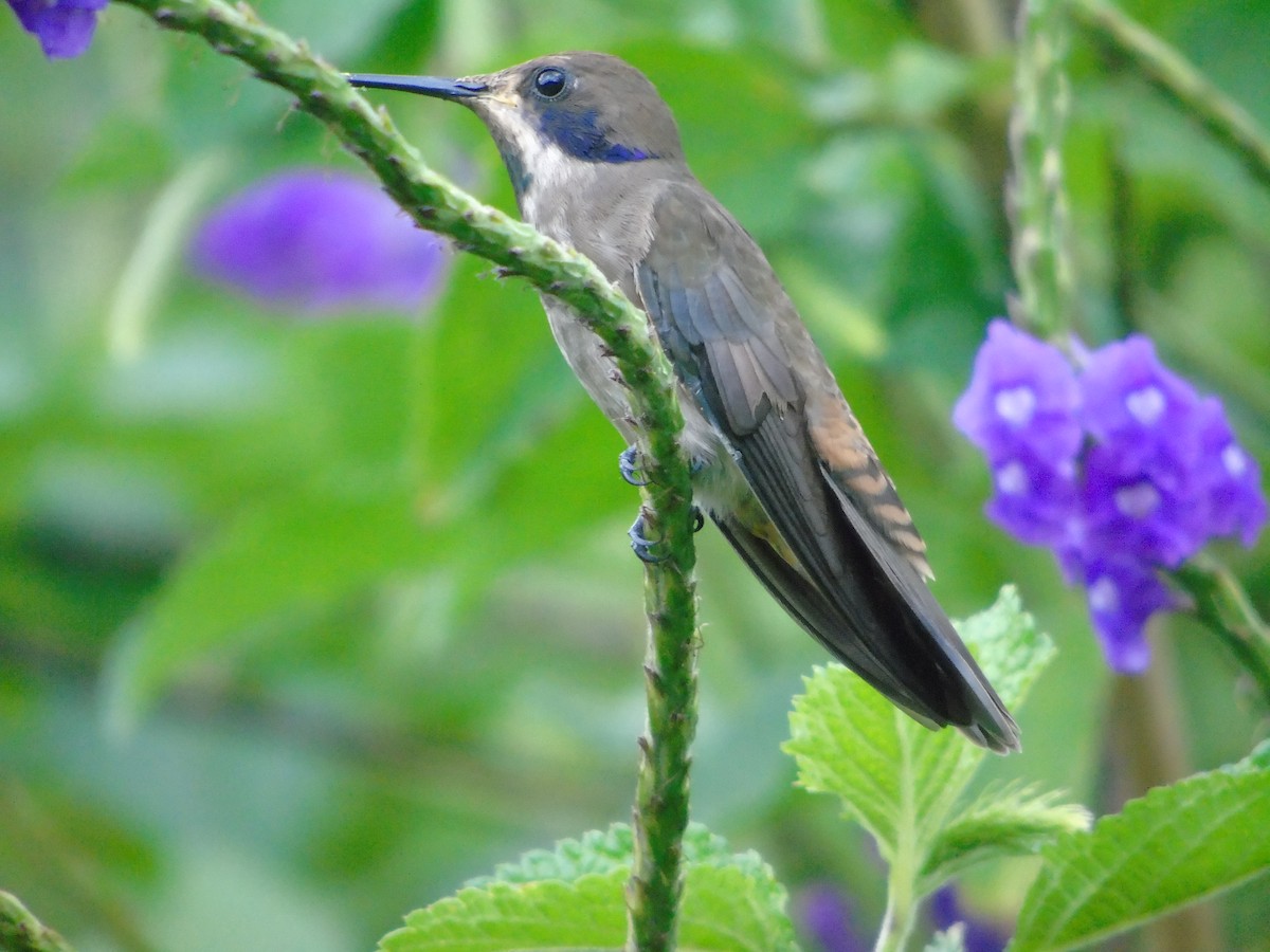 kolibřík fialovouchý - ML620318720