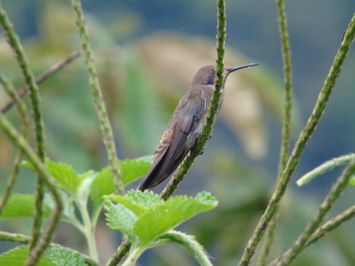 Brown Violetear - ML620318721