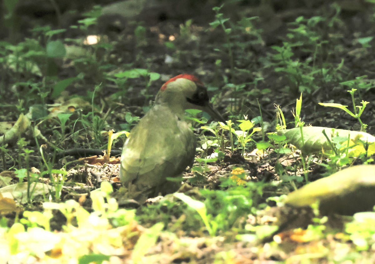 Eurasian Green Woodpecker - ML620318727