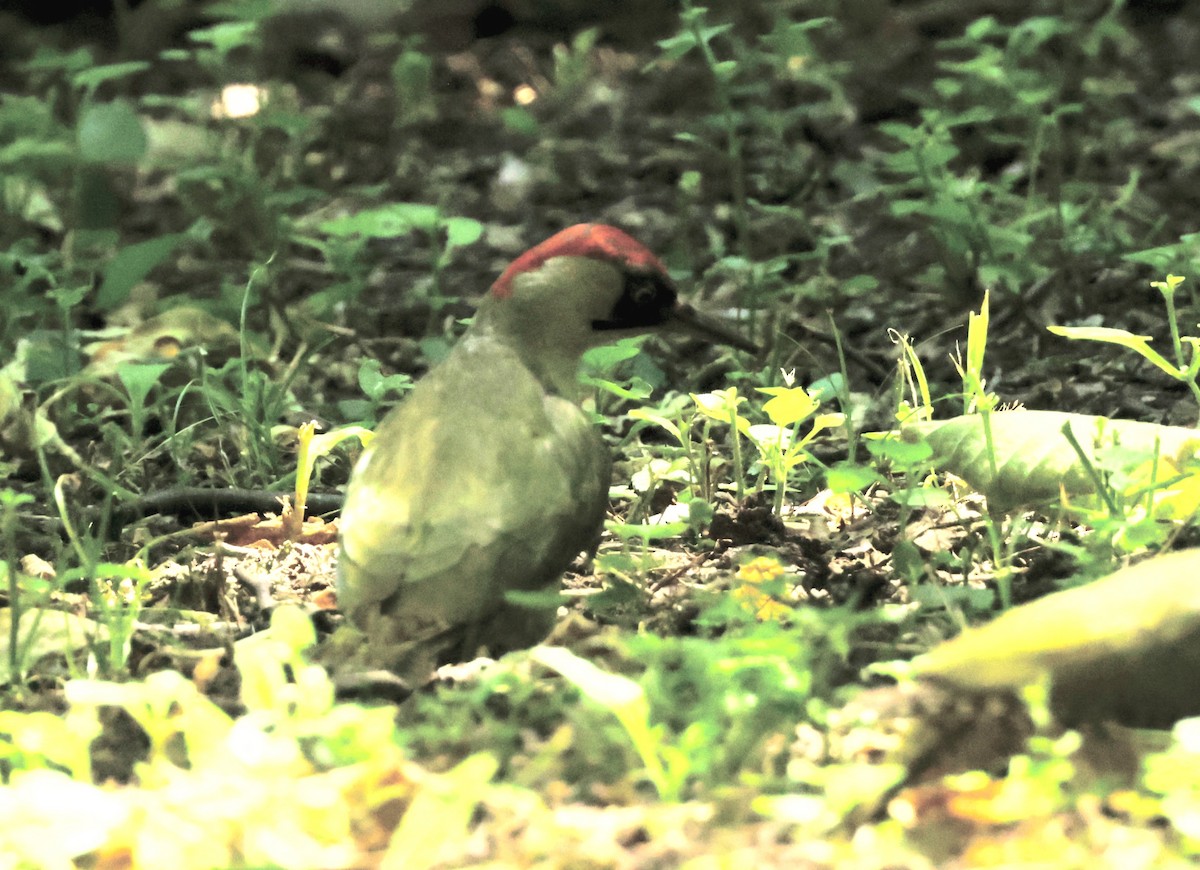 Eurasian Green Woodpecker - Ken Oeser