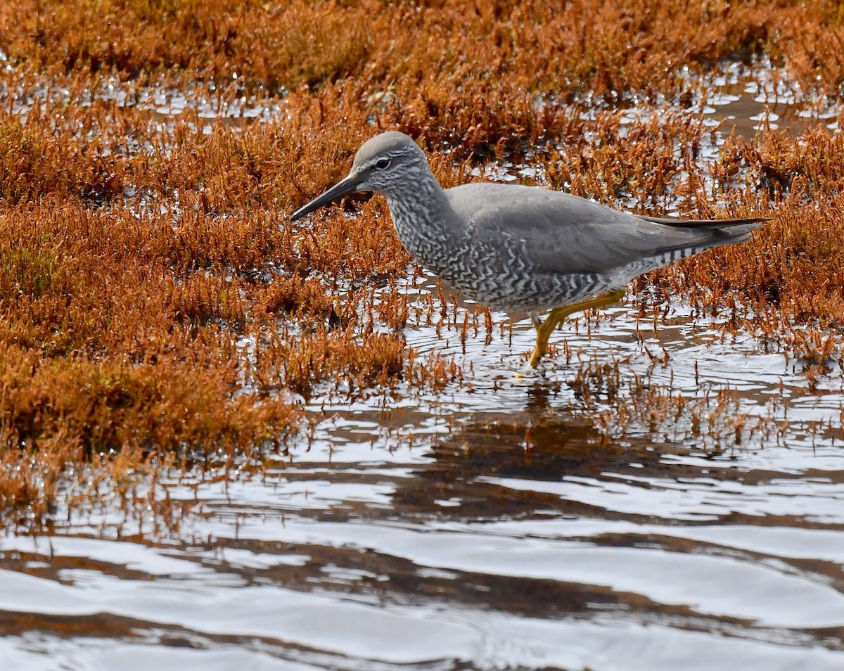 Wandering Tattler - ML620318738