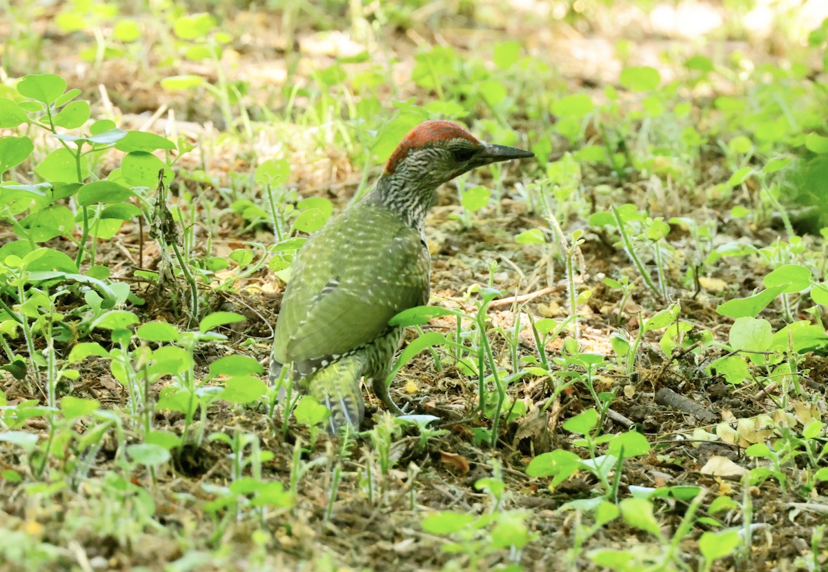 Eurasian Green Woodpecker - ML620318740