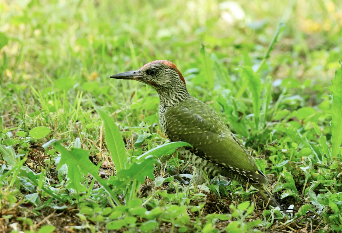 Eurasian Green Woodpecker - Ken Oeser