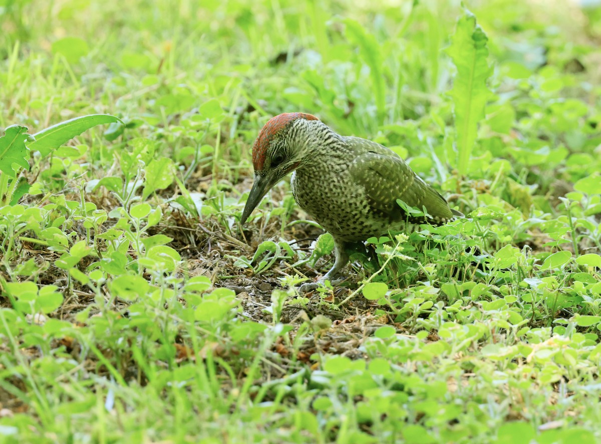 Eurasian Green Woodpecker - ML620318749