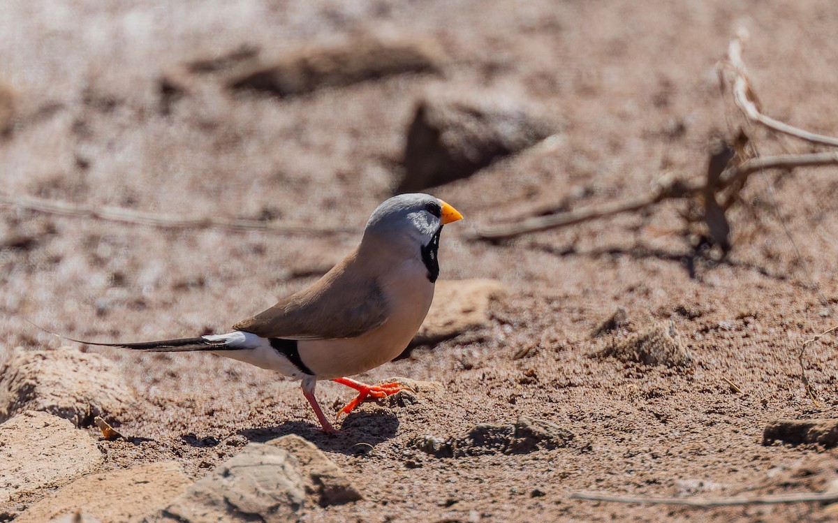 Long-tailed Finch - ML620318752