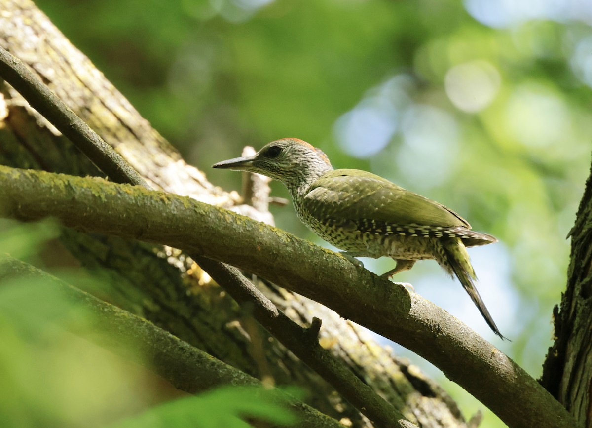 Eurasian Green Woodpecker - ML620318753