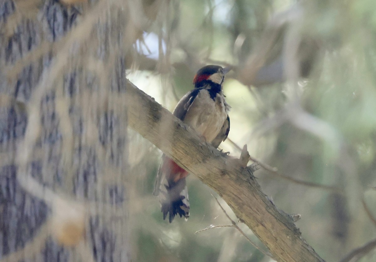 Great Spotted Woodpecker - ML620318766