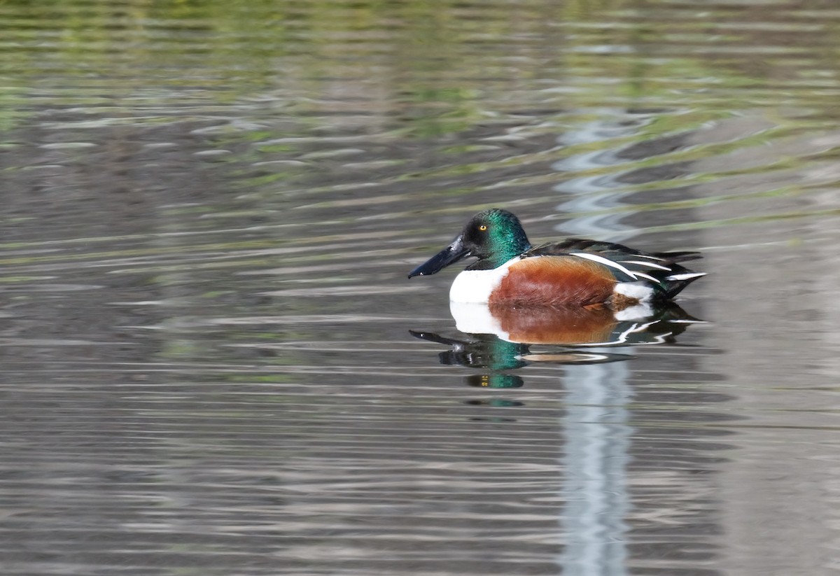 Northern Shoveler - ML620318774