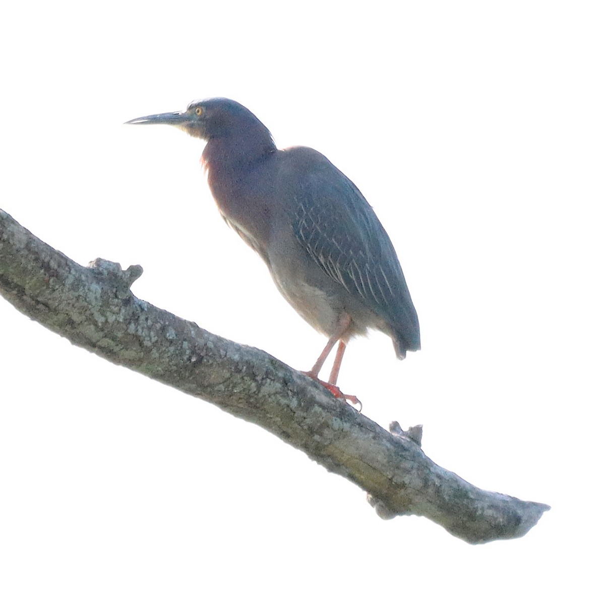 Green Heron - ML620318775