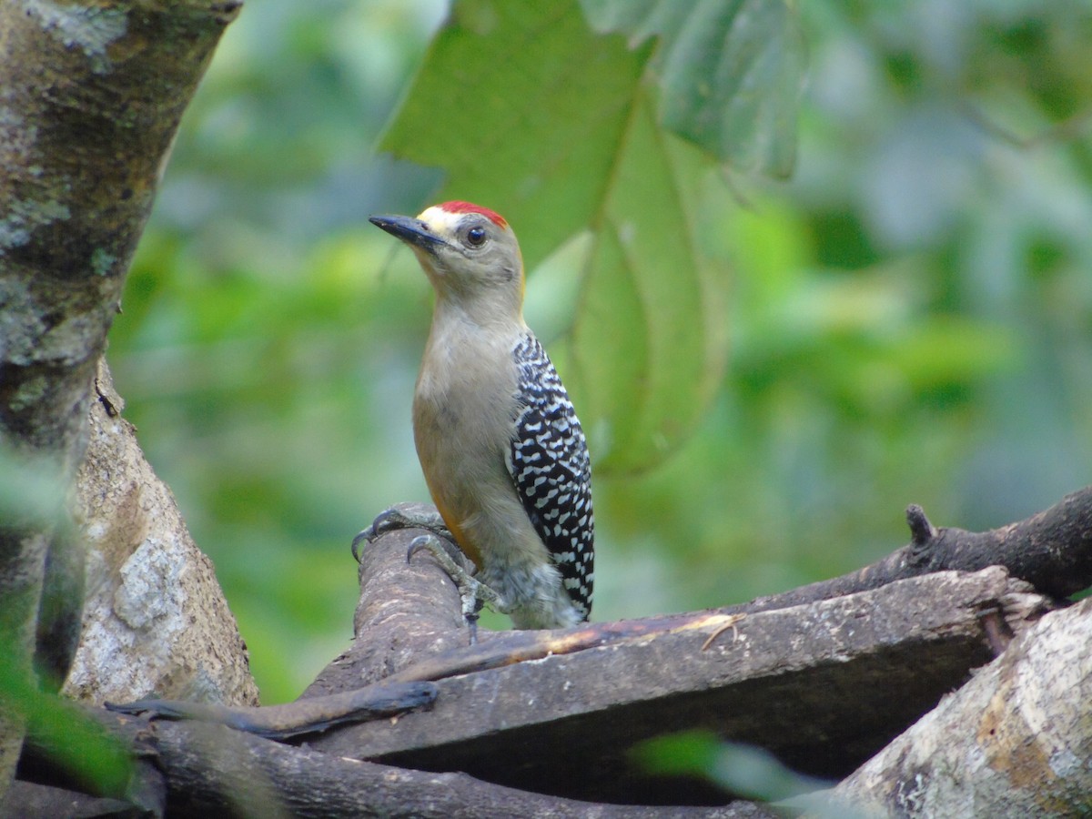 Hoffmann's Woodpecker - ML620318778