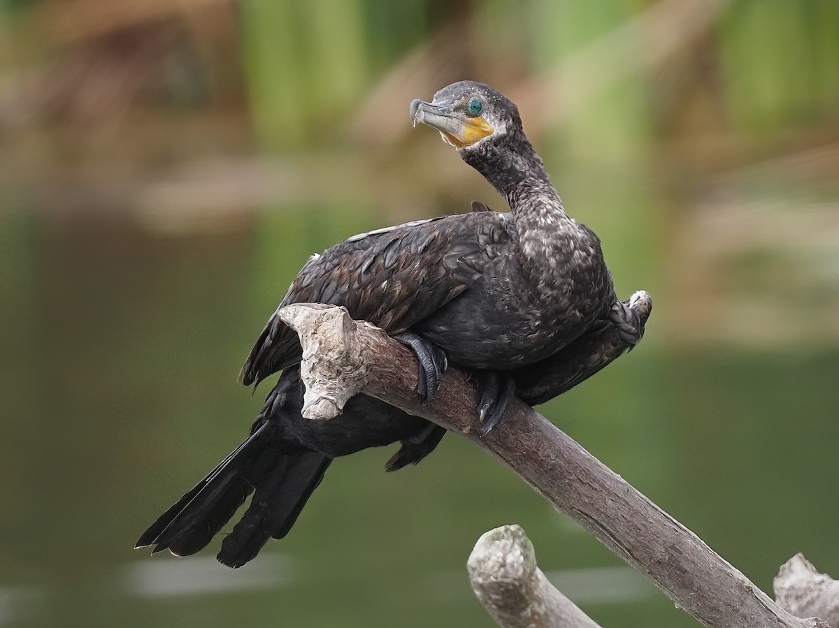 Neotropic Cormorant - ML620318781