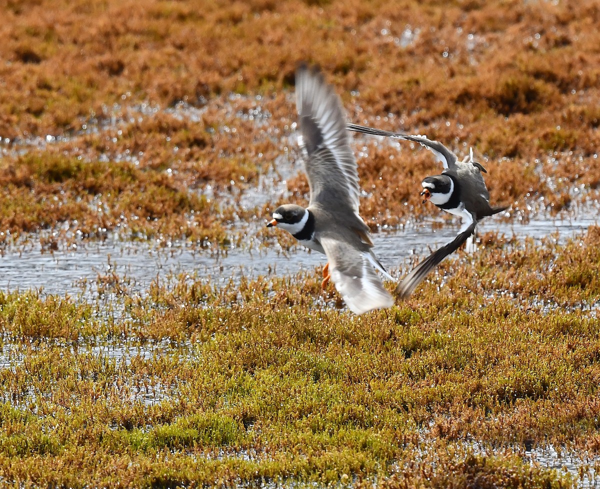Semipalmated Plover - ML620318786