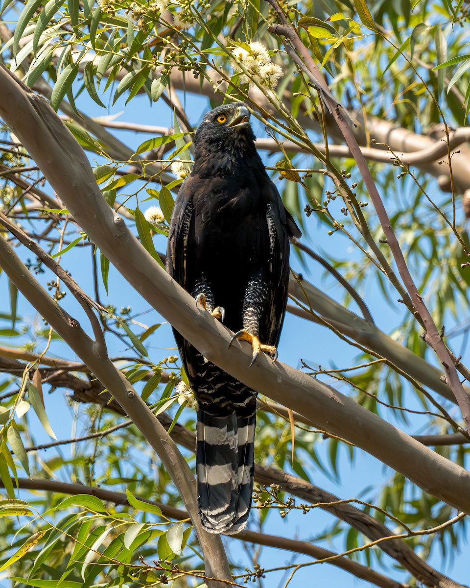 Black Hawk-Eagle - ML620318793