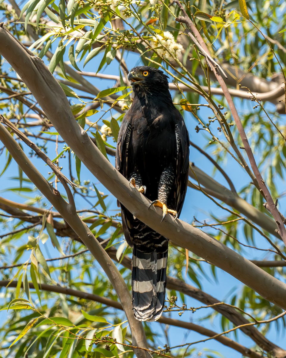 Águila Negra - ML620318794