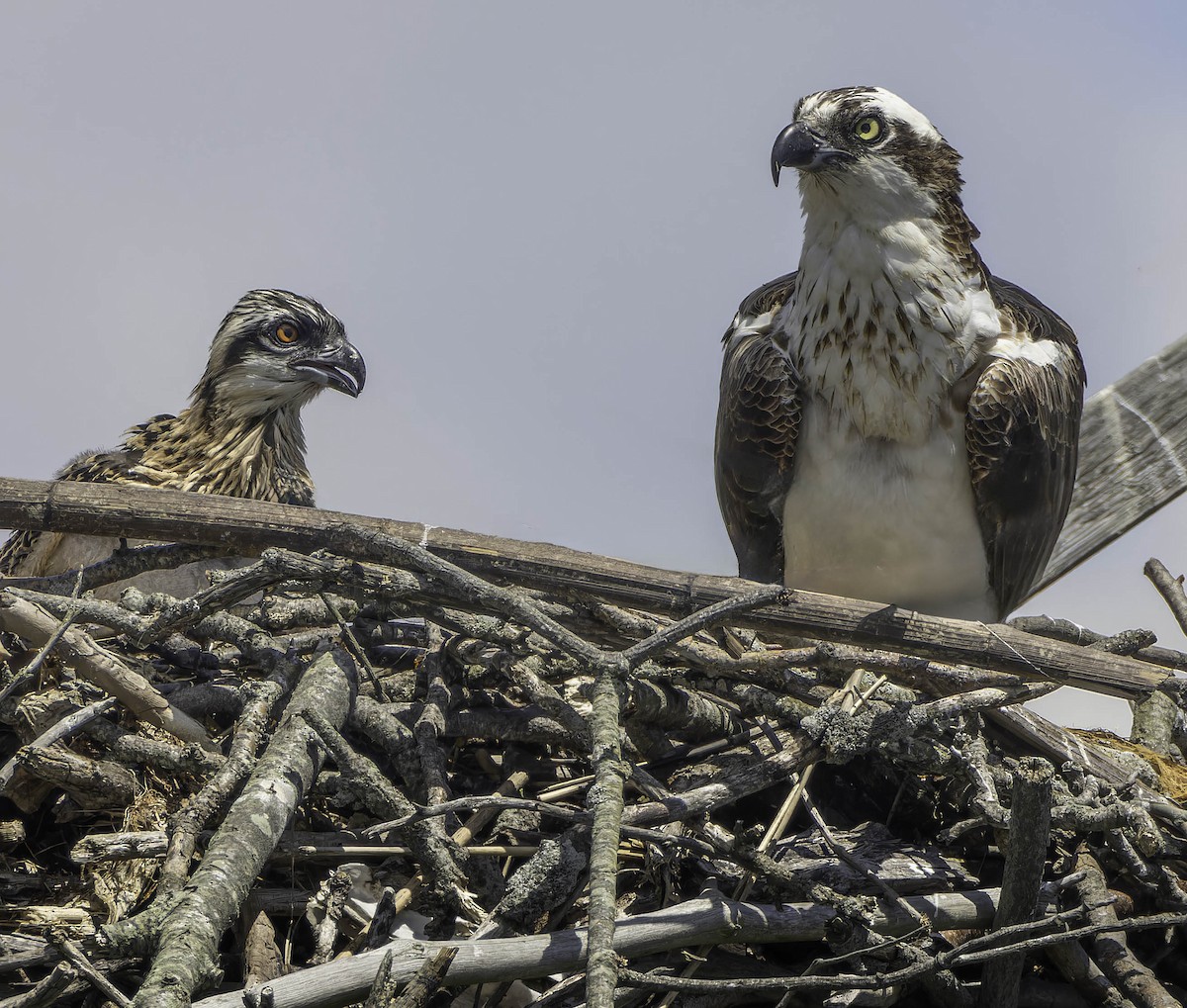 Osprey - ML620318795