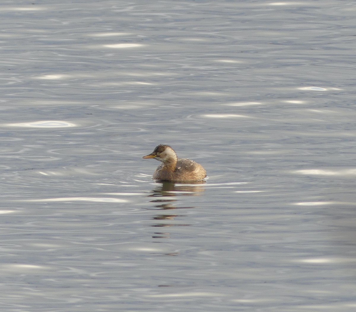 Little Grebe - ML620318797