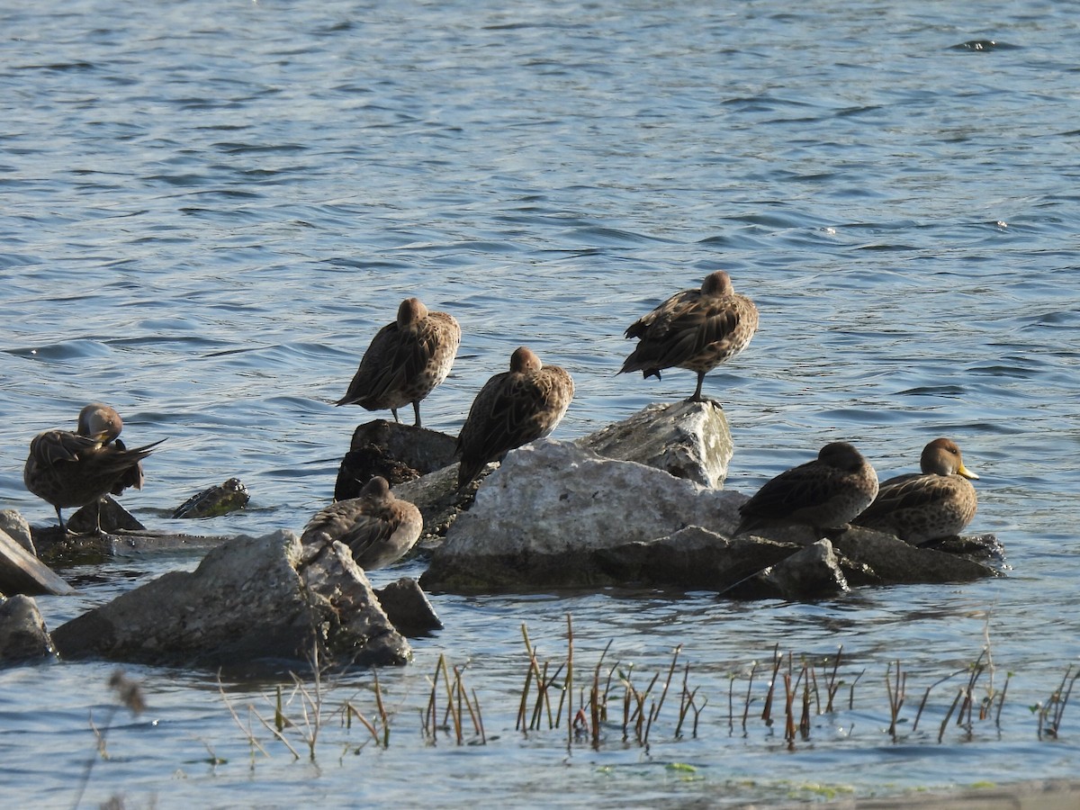 Yellow-billed Pintail - ML620318799