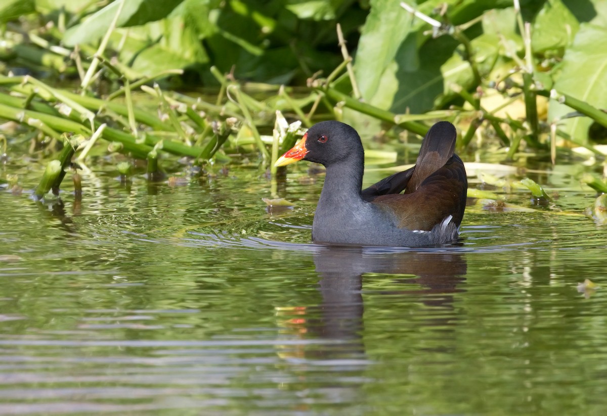 Eurasian Moorhen - ML620318800