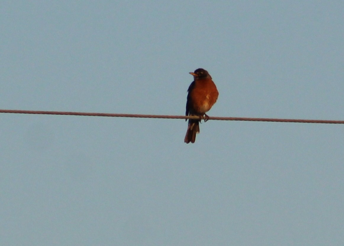 American Robin - ML620318801