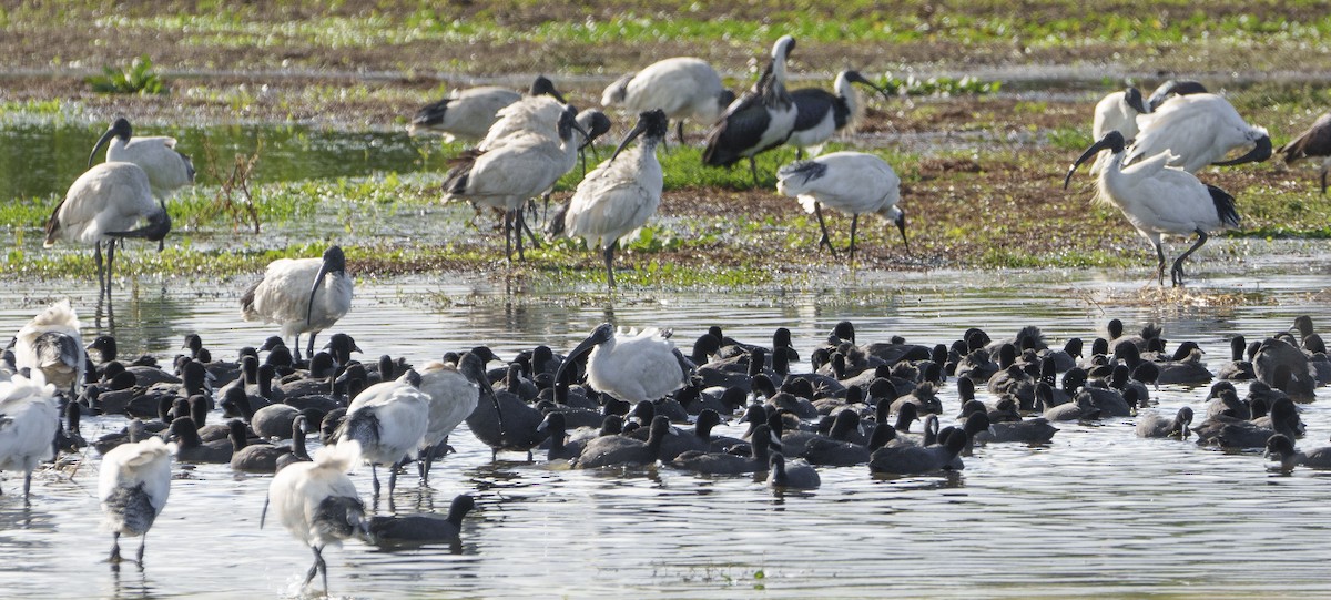 Eurasian Coot - ML620318803