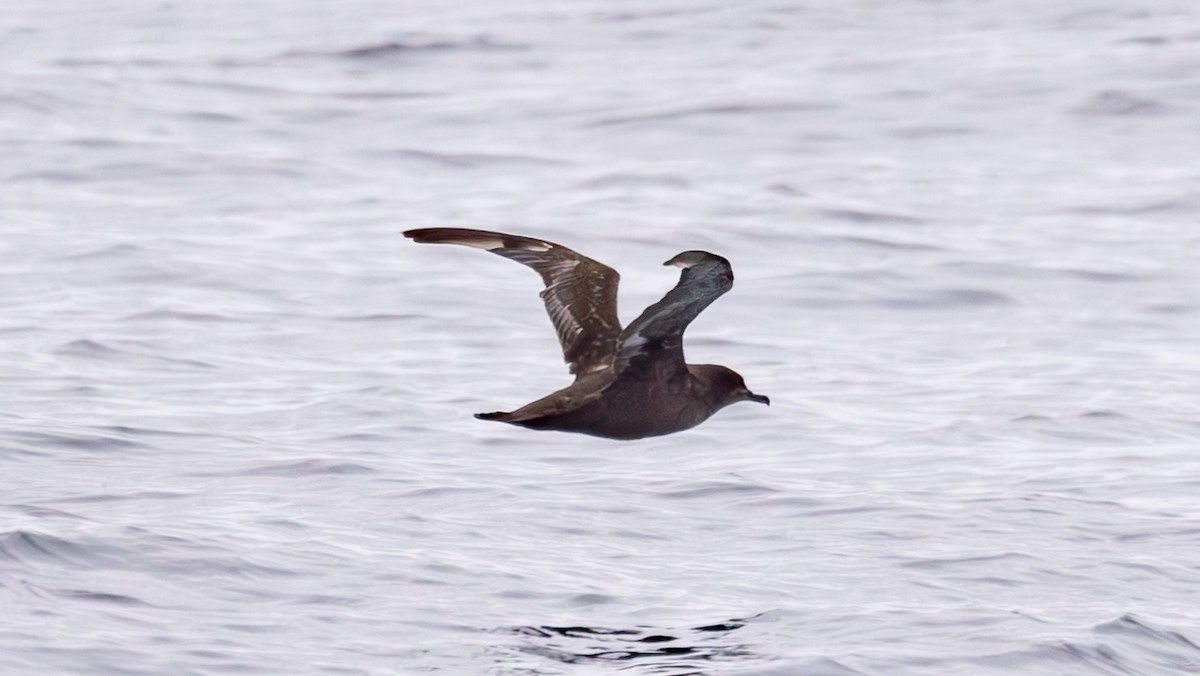 Sooty Shearwater - ML620318810