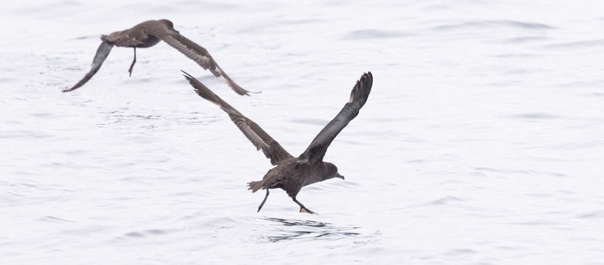 Sooty Shearwater - ML620318811