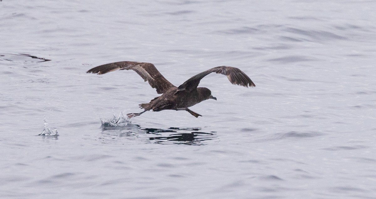 Sooty Shearwater - ML620318812