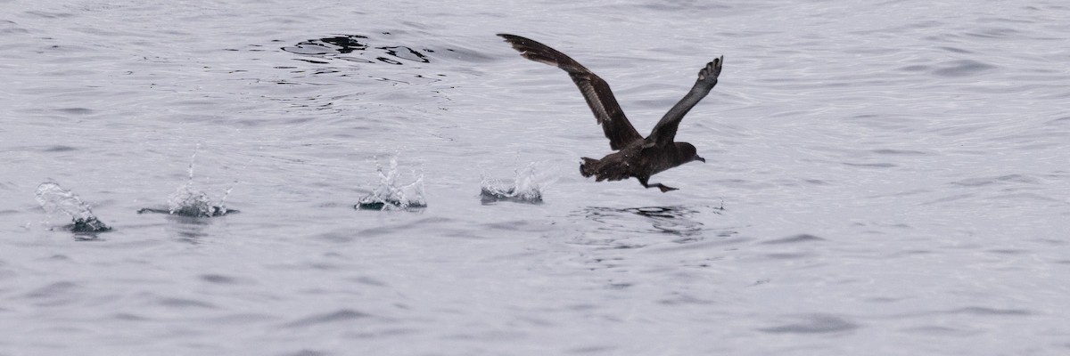 Sooty Shearwater - ML620318814