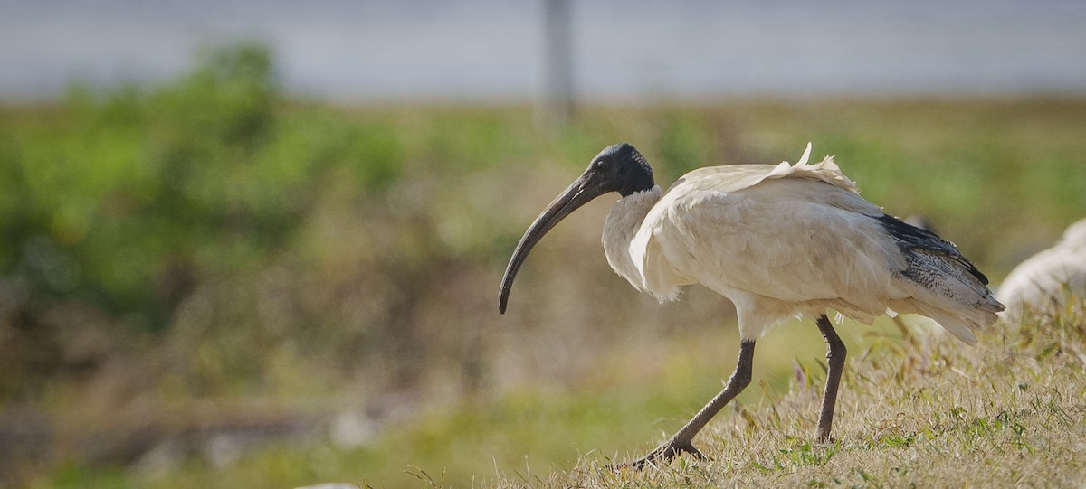 Ibis à cou noir - ML620318819