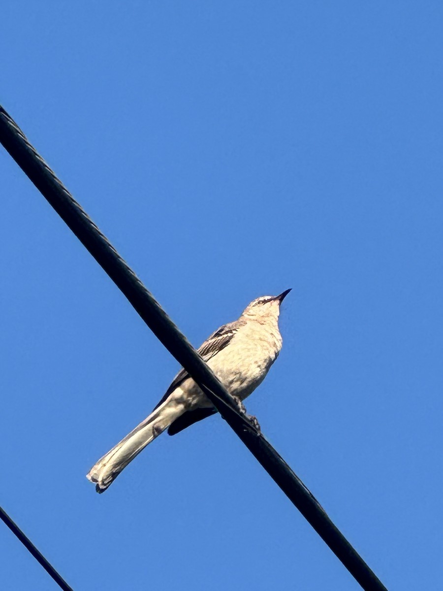 Northern Mockingbird - ML620318822