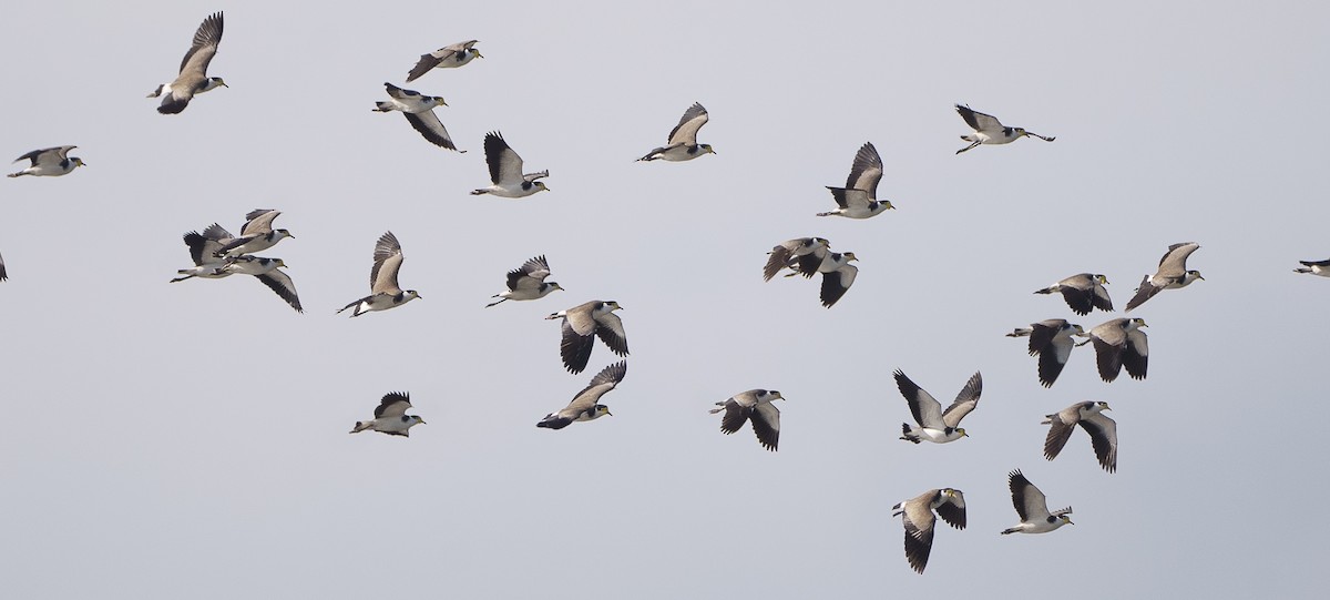 Masked Lapwing - Ben Milbourne