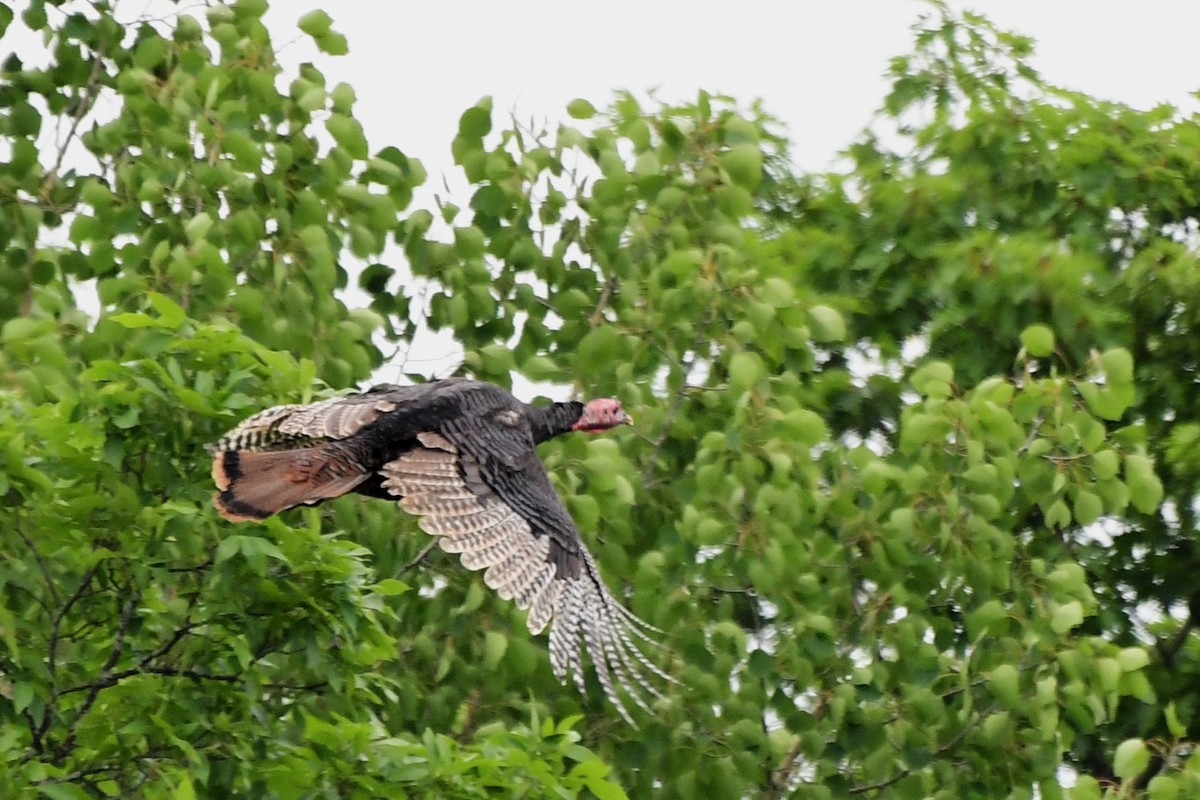 Wild Turkey - ML620318835