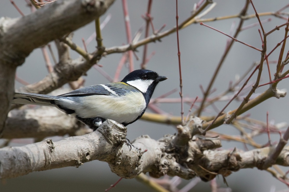 Mésange de Chine (groupe minor) - ML620318838