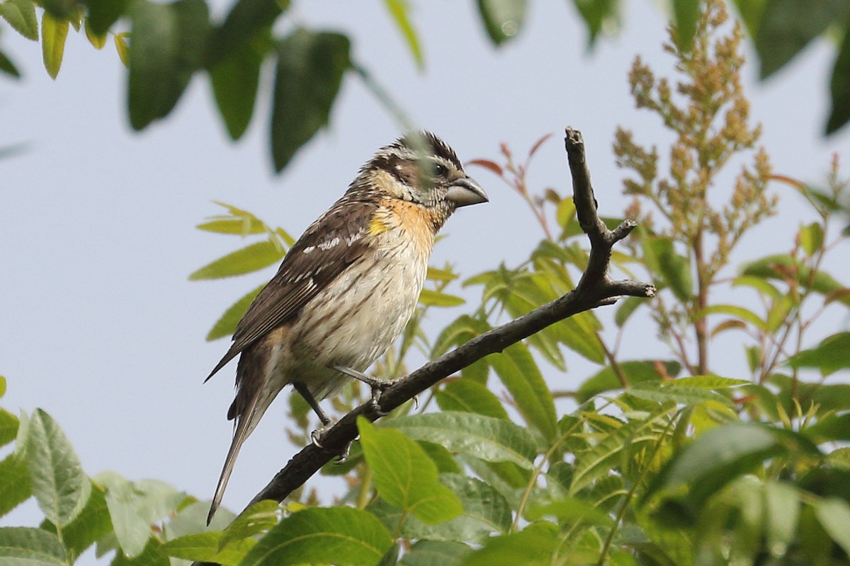 Black-headed Grosbeak - ML620318841