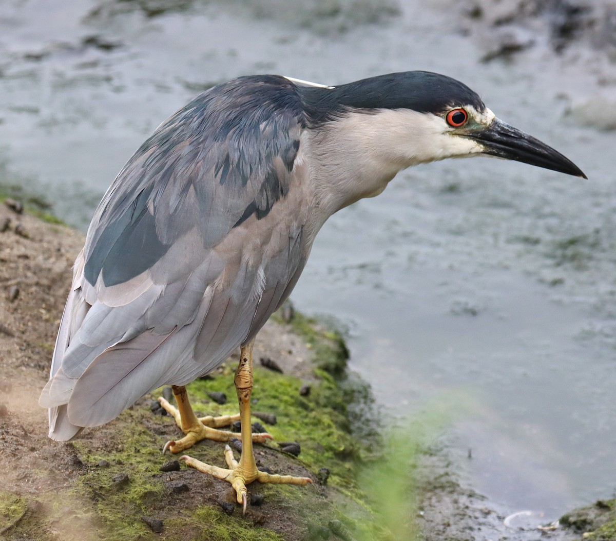 Black-crowned Night Heron - ML620318847