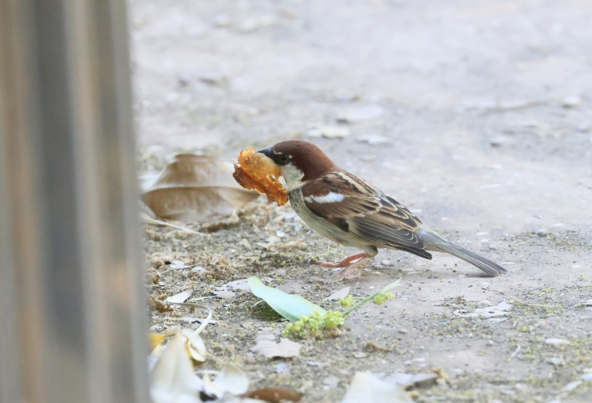 Italian Sparrow - ML620318848